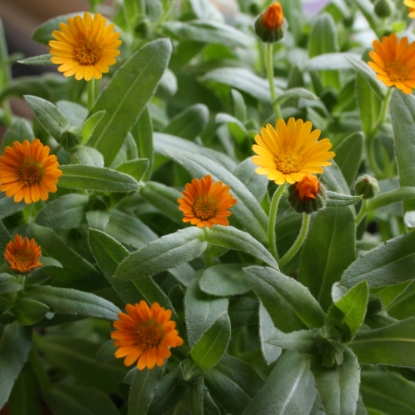 Picture of Calendula - Wintersun